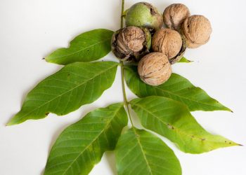 نظرات، انتقادات و پیشنهادات خریداران نهال گردو از نهالستان پالیز نهال